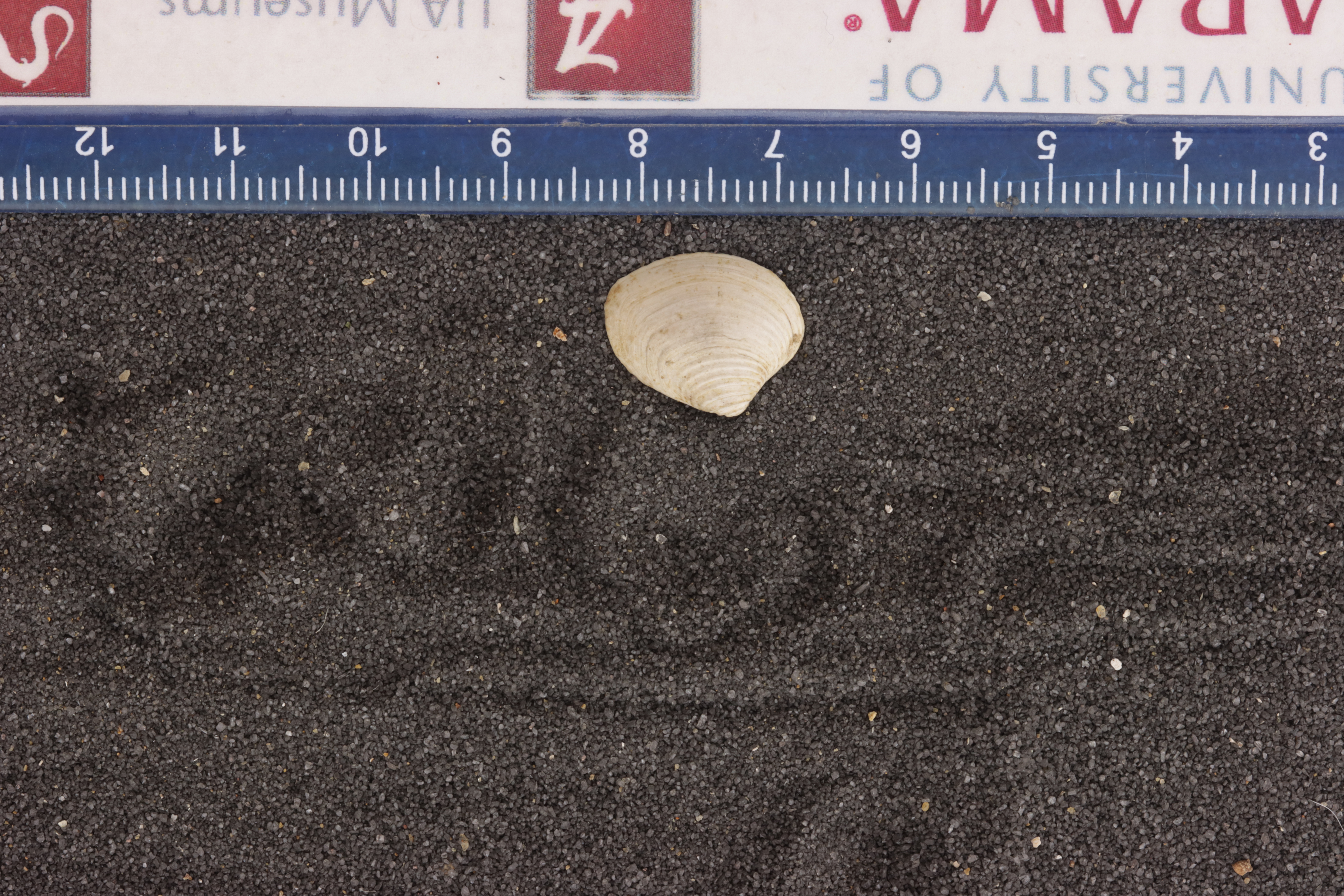 Crassatella sepulcollis