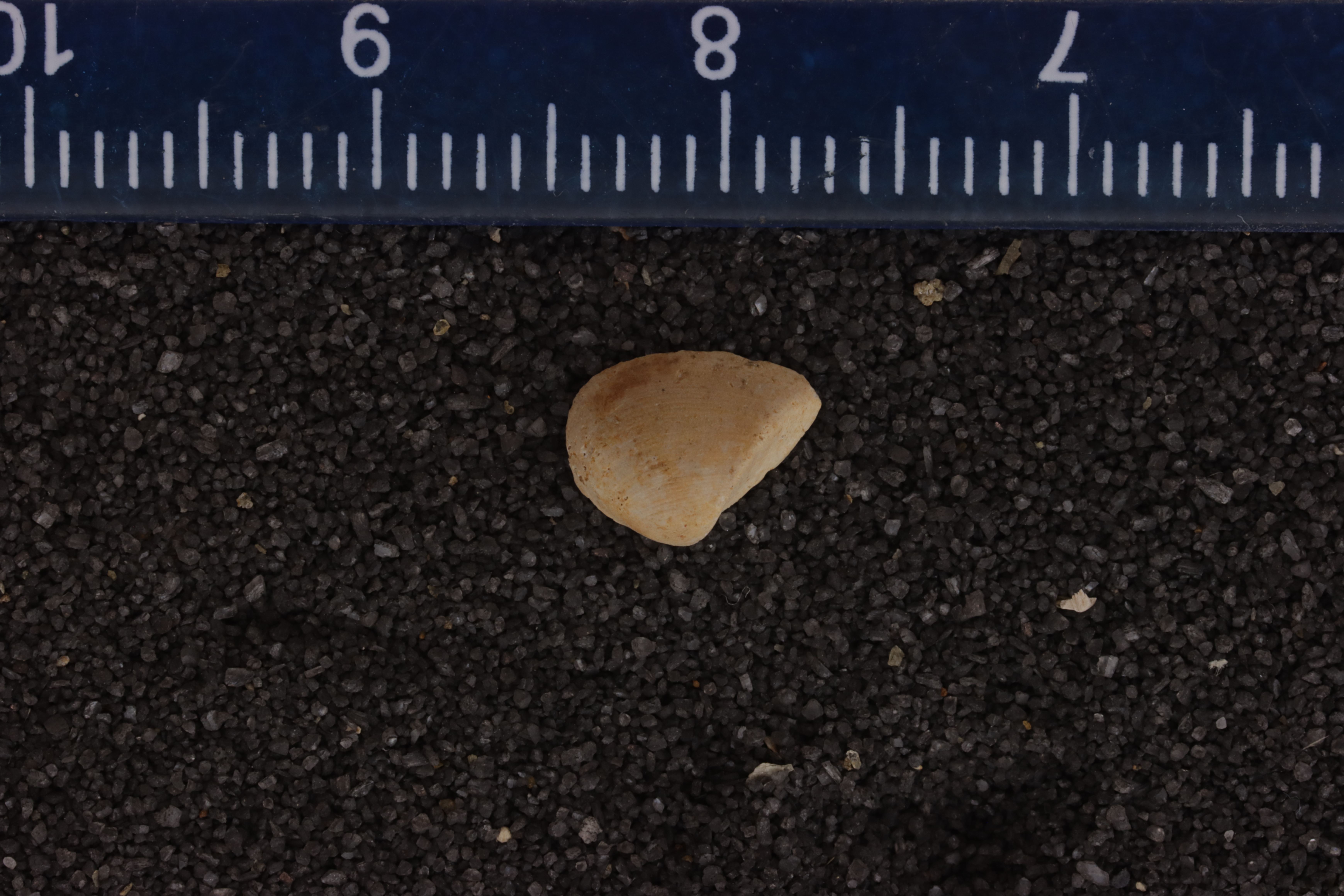 Trinacria cuneus
