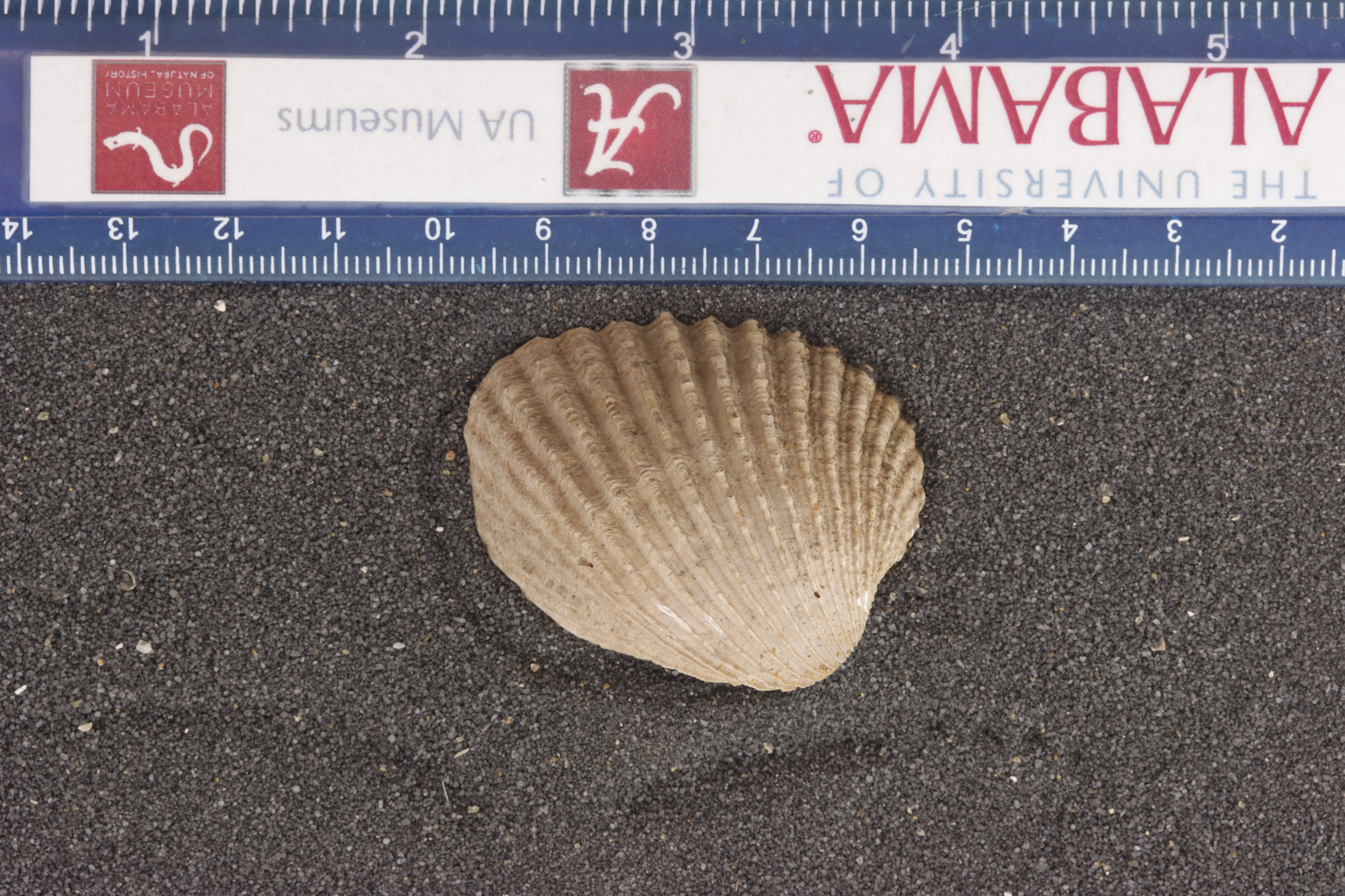 Venericardia alticostata