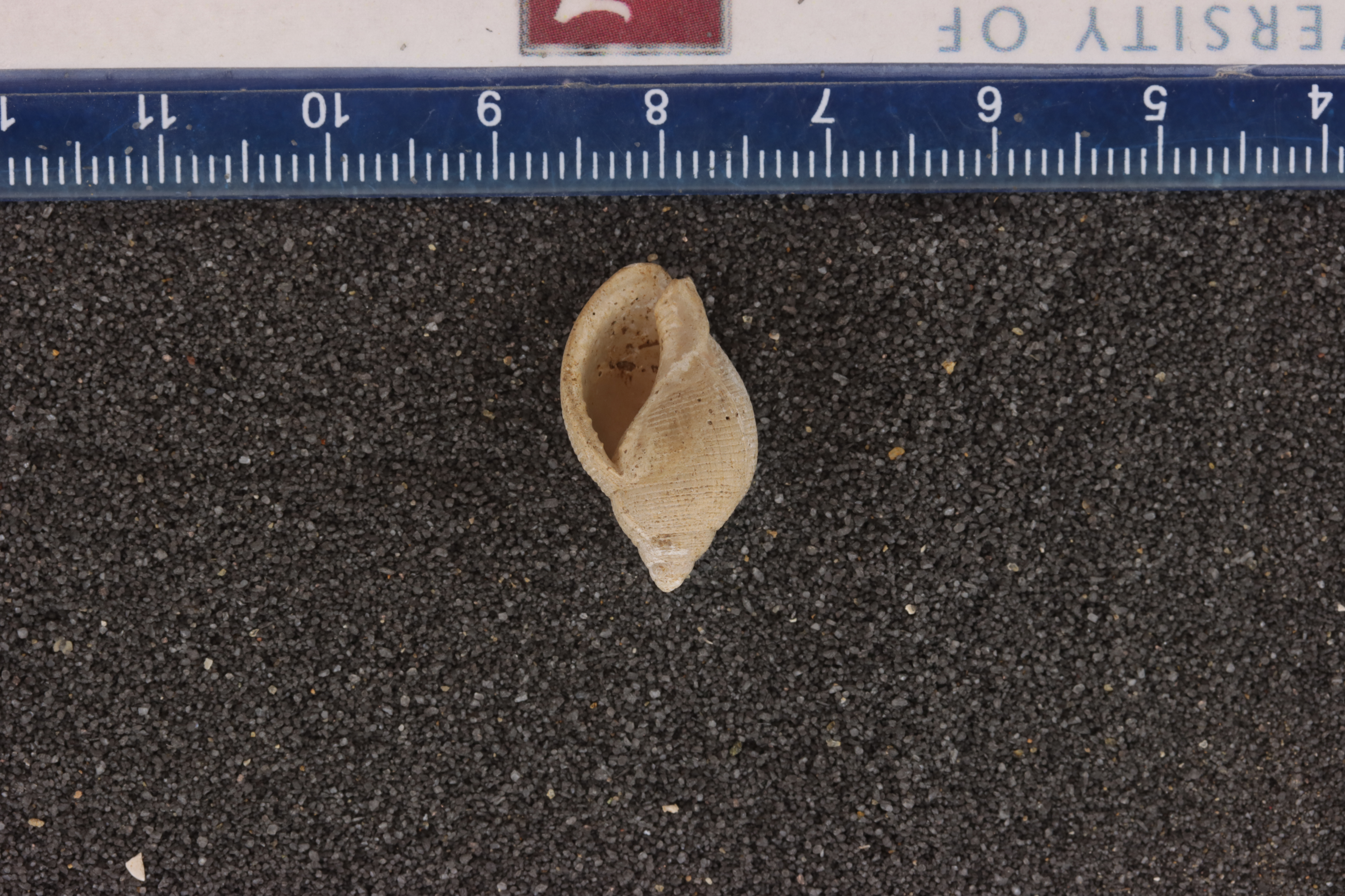 Doliocassis nupera
