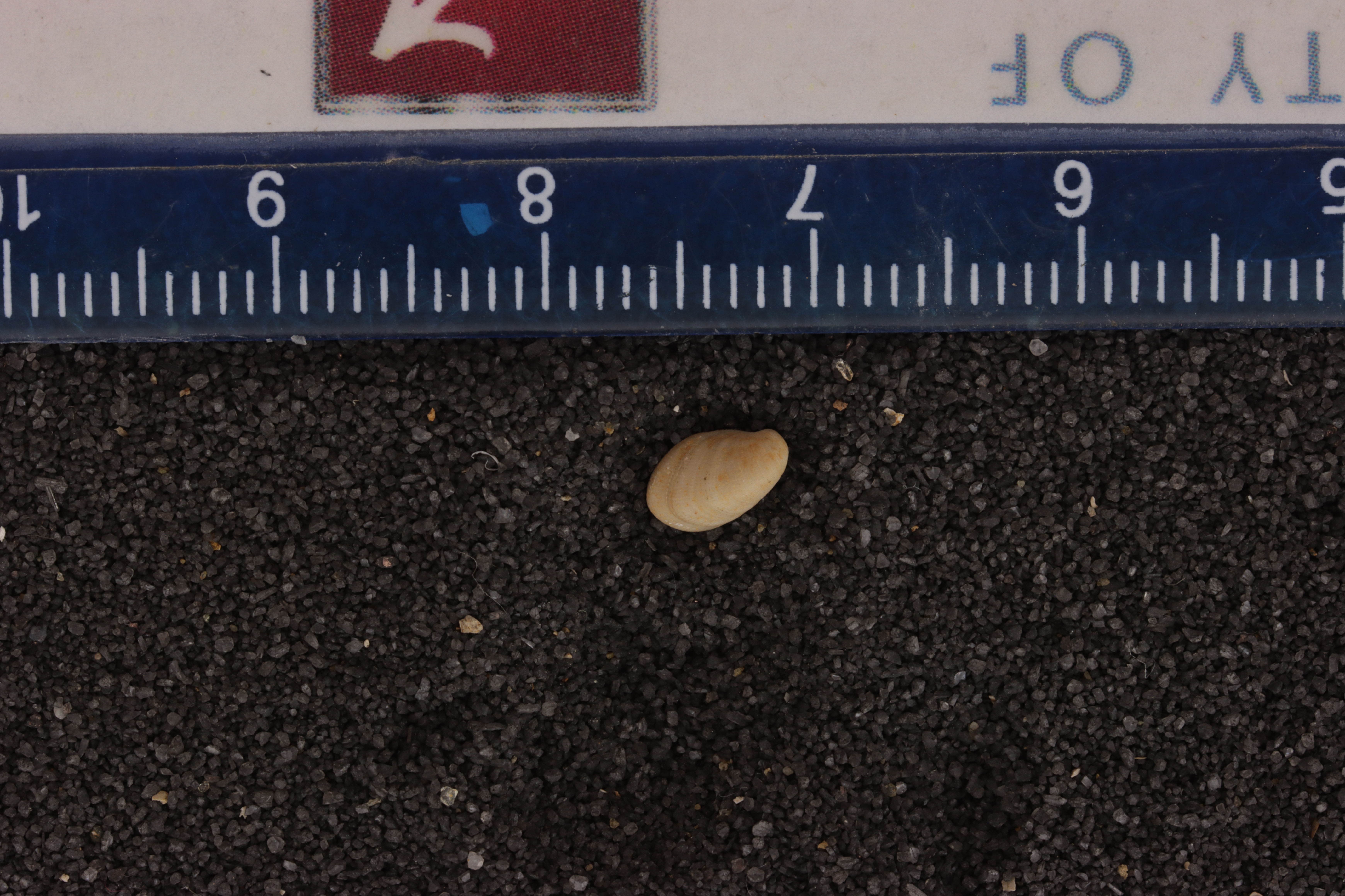 Crenella isocardioides