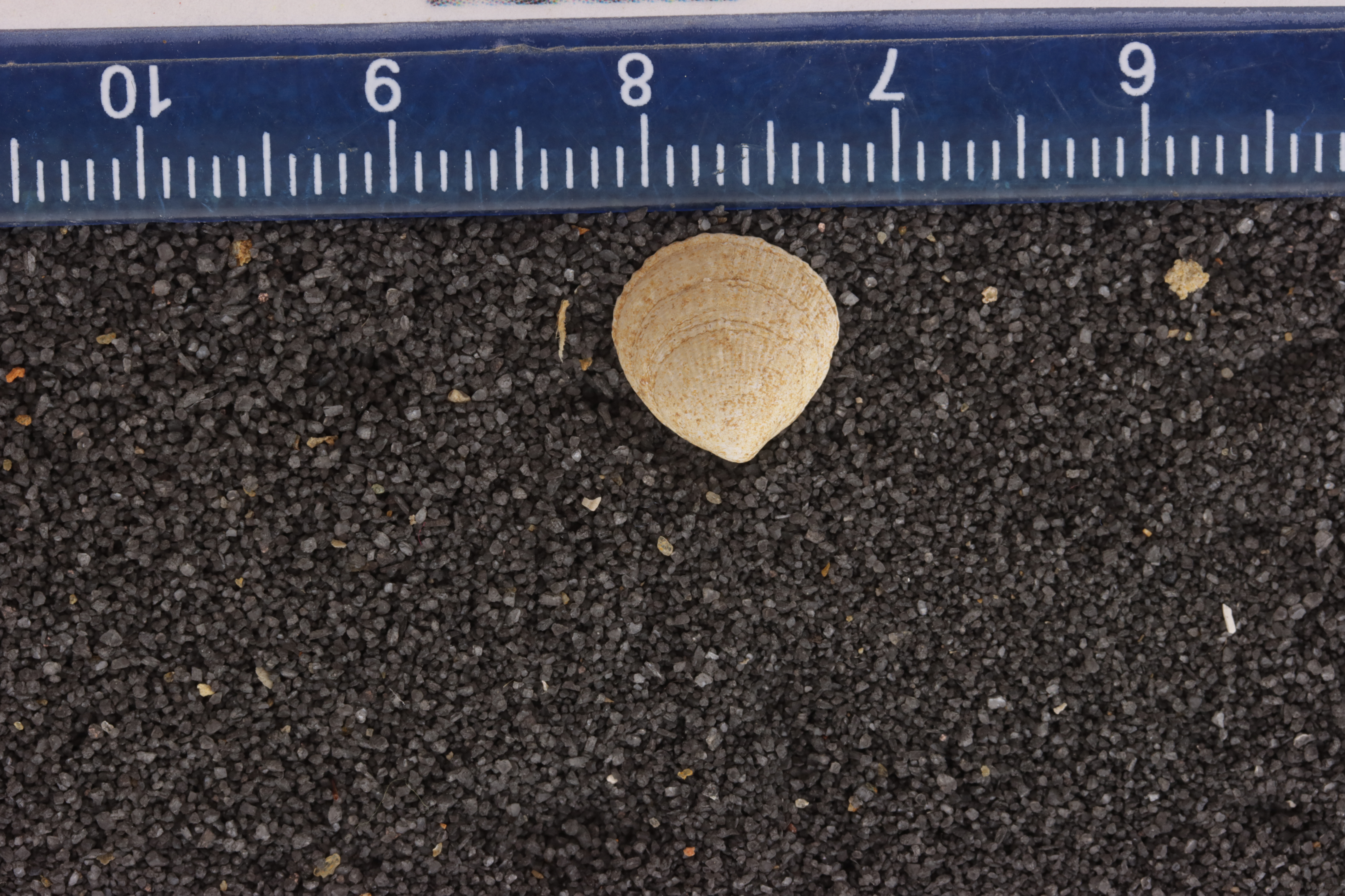 Glycymeris trigonella