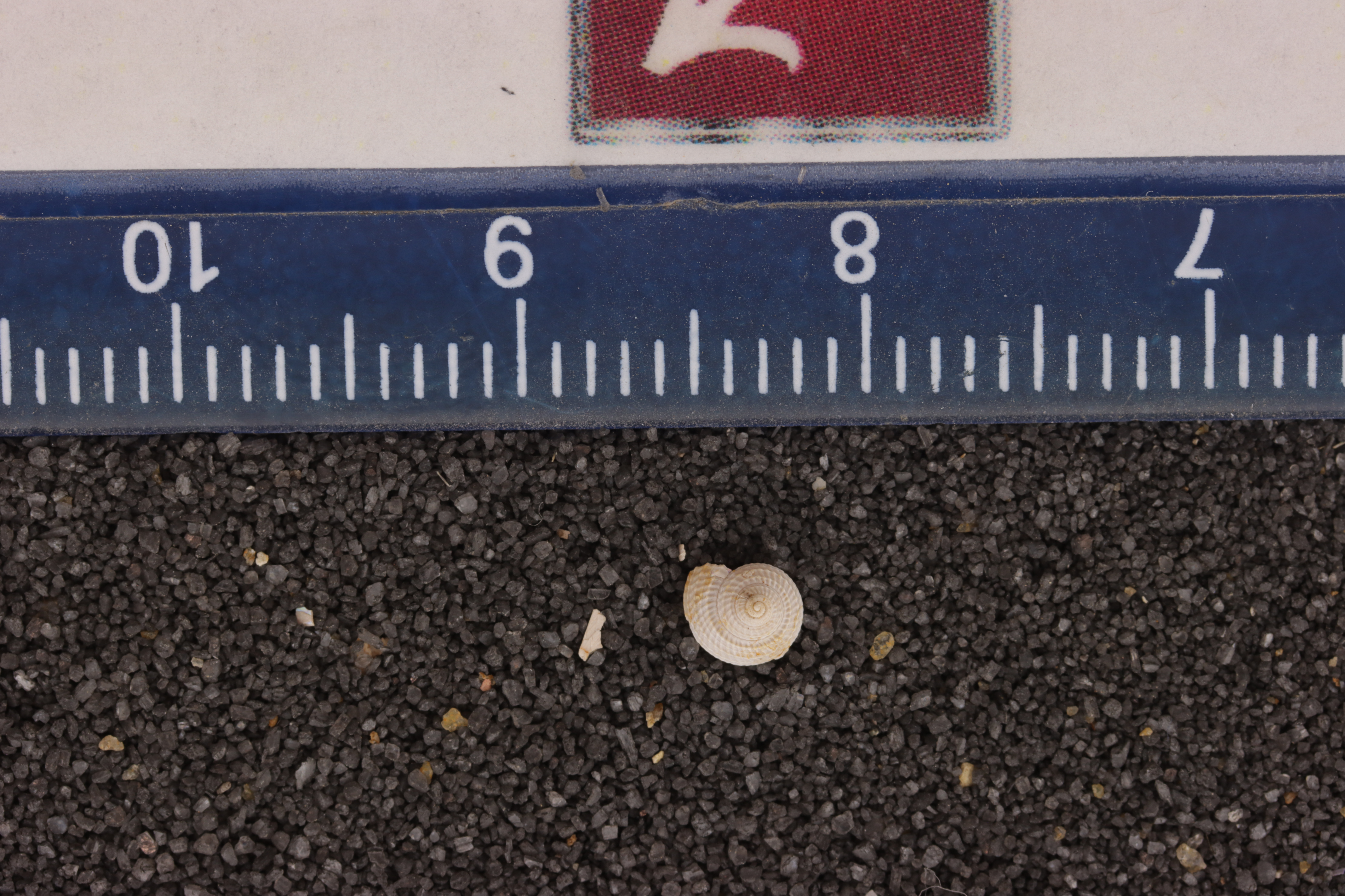 Solariella stalagmium