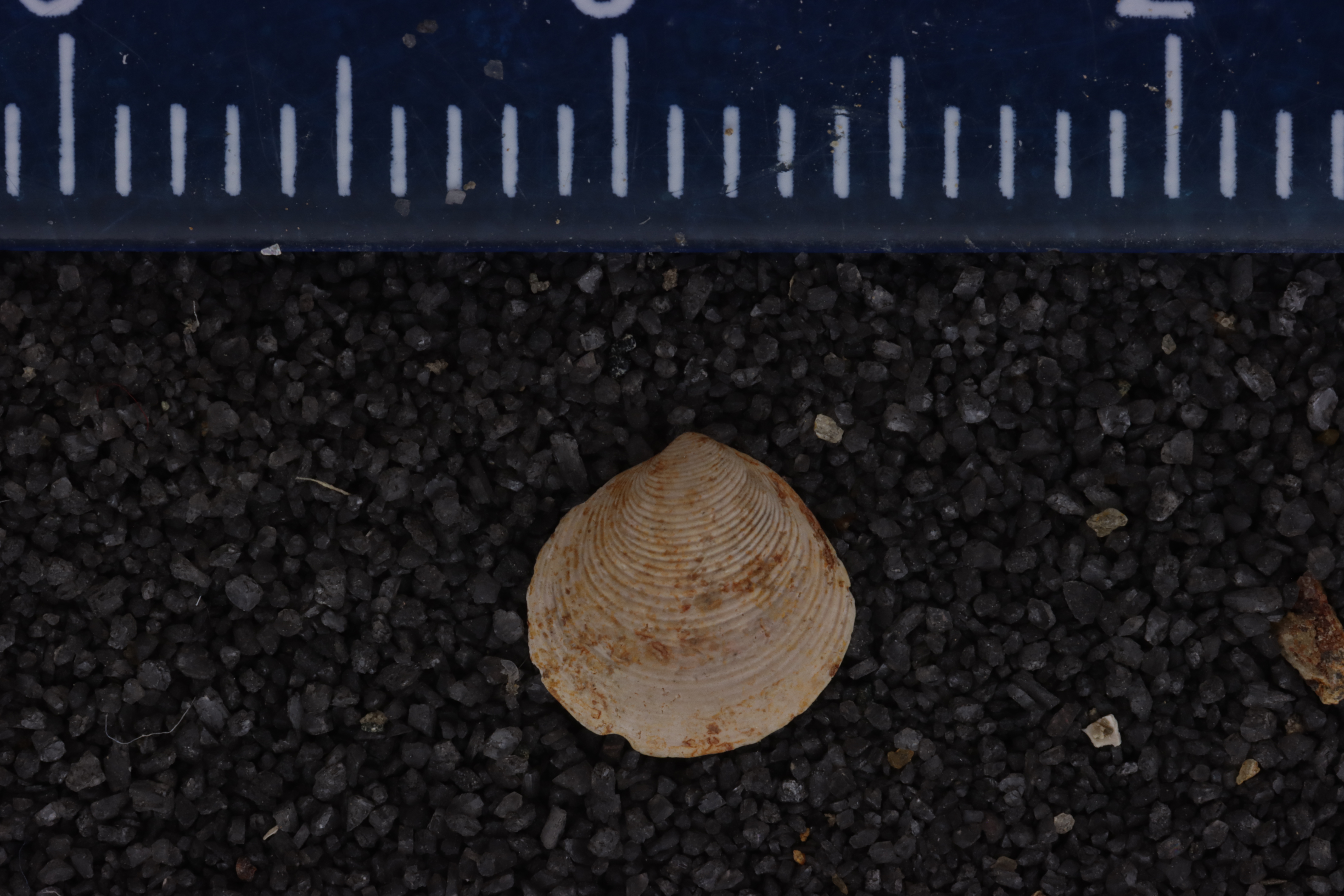 Diplodonta ungulina