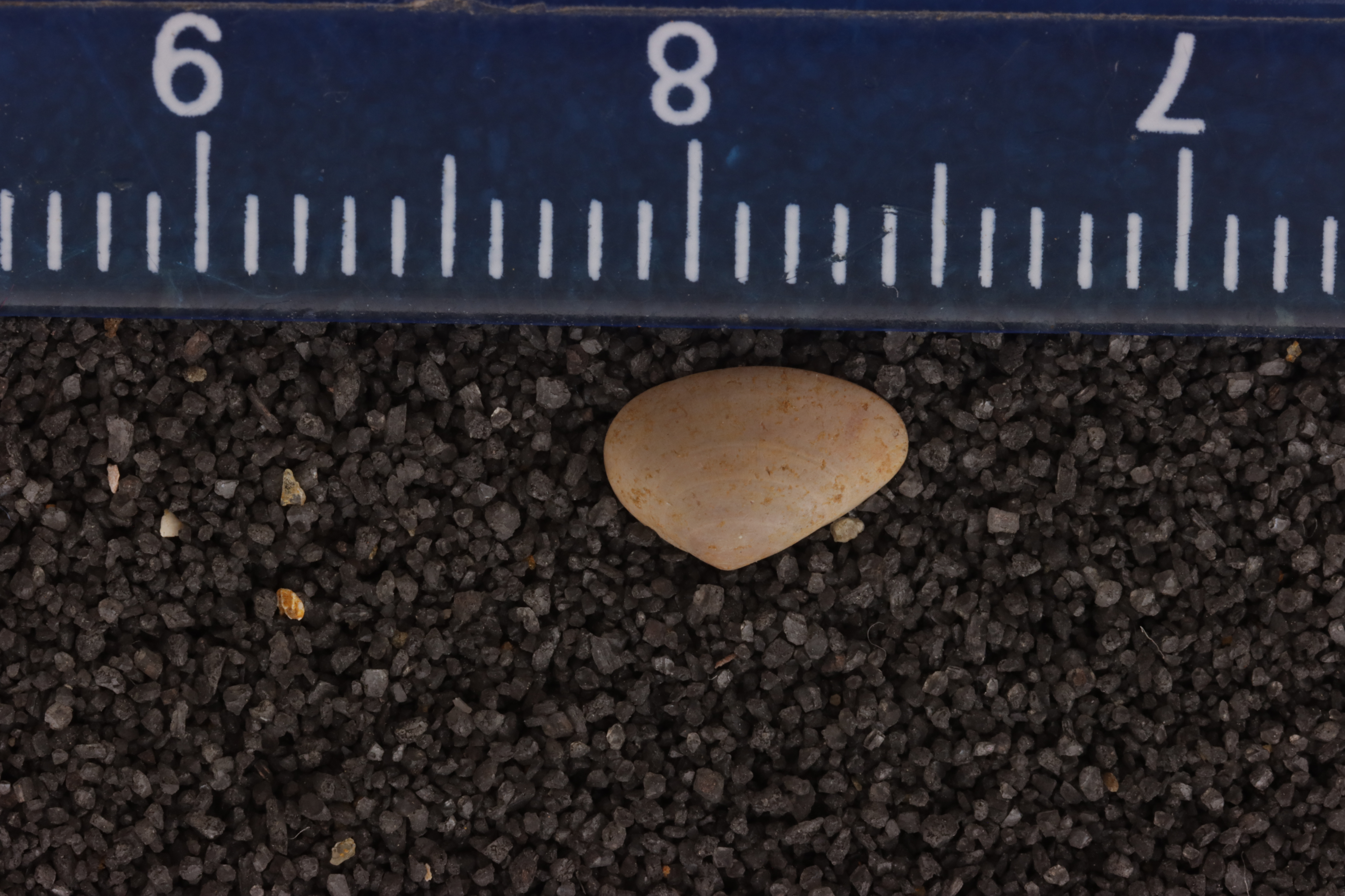 Egerella subtrigonia