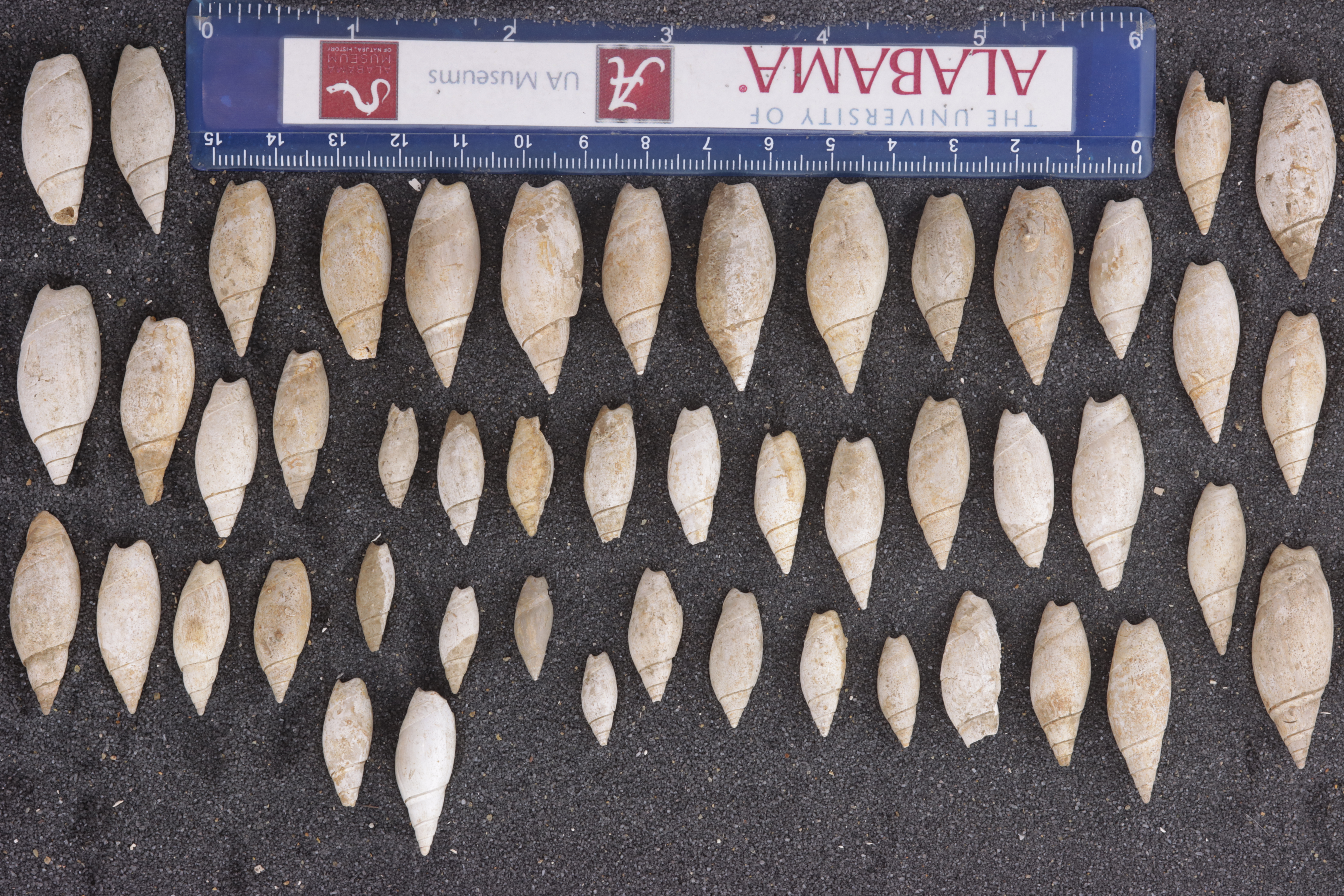 Agaronia alabamensis