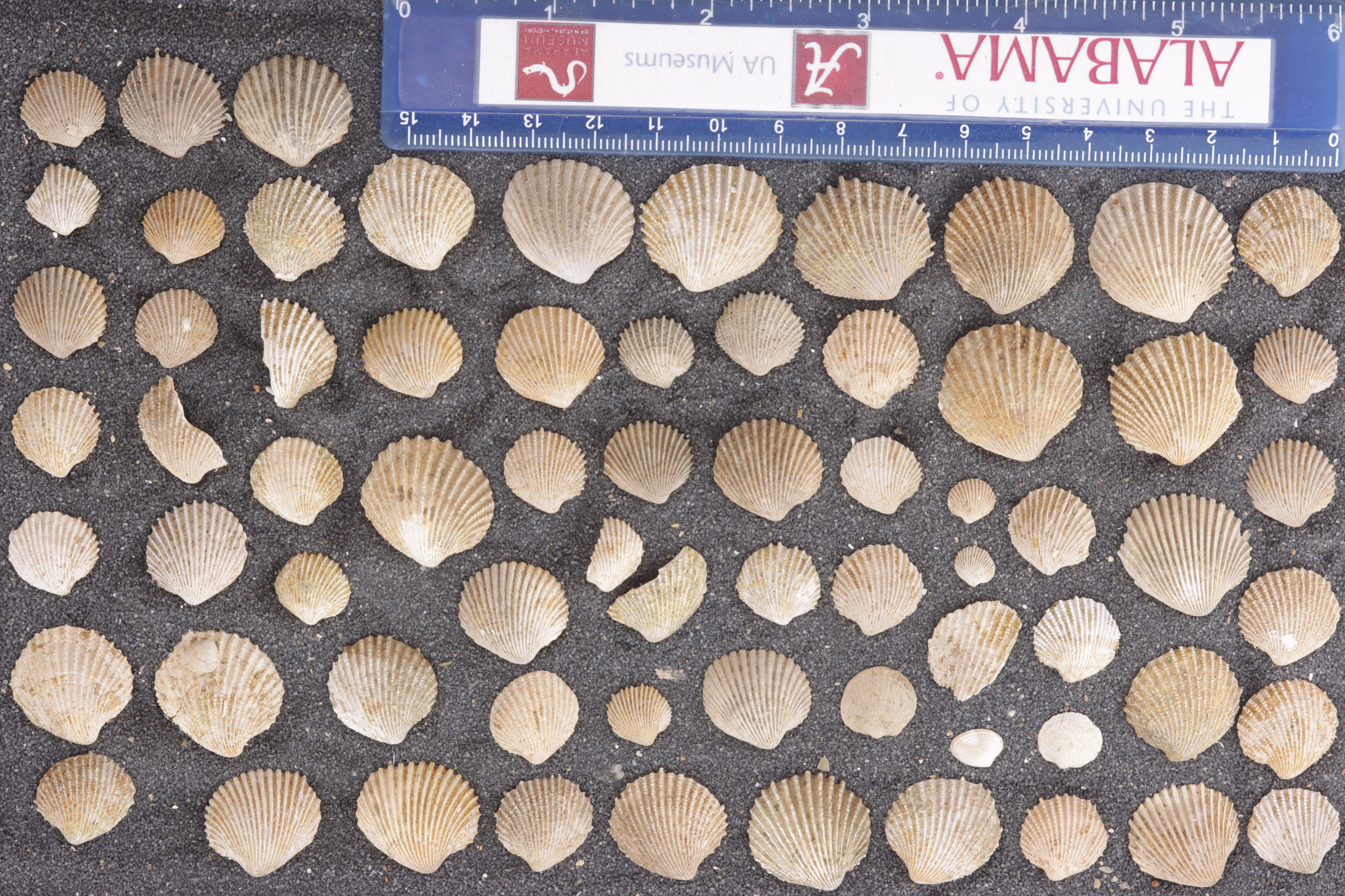 Venericardia rotunda