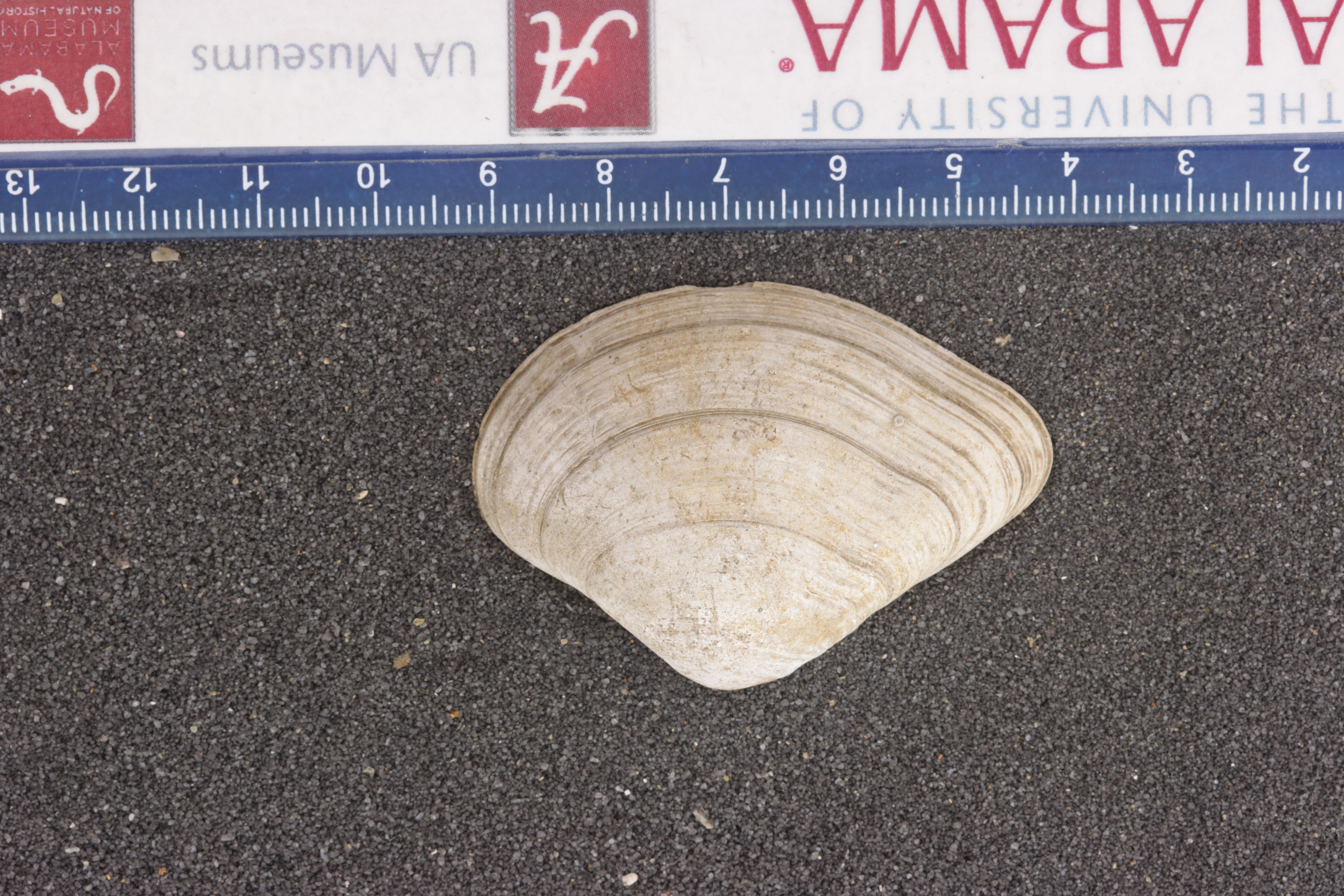Grateloupia hydana