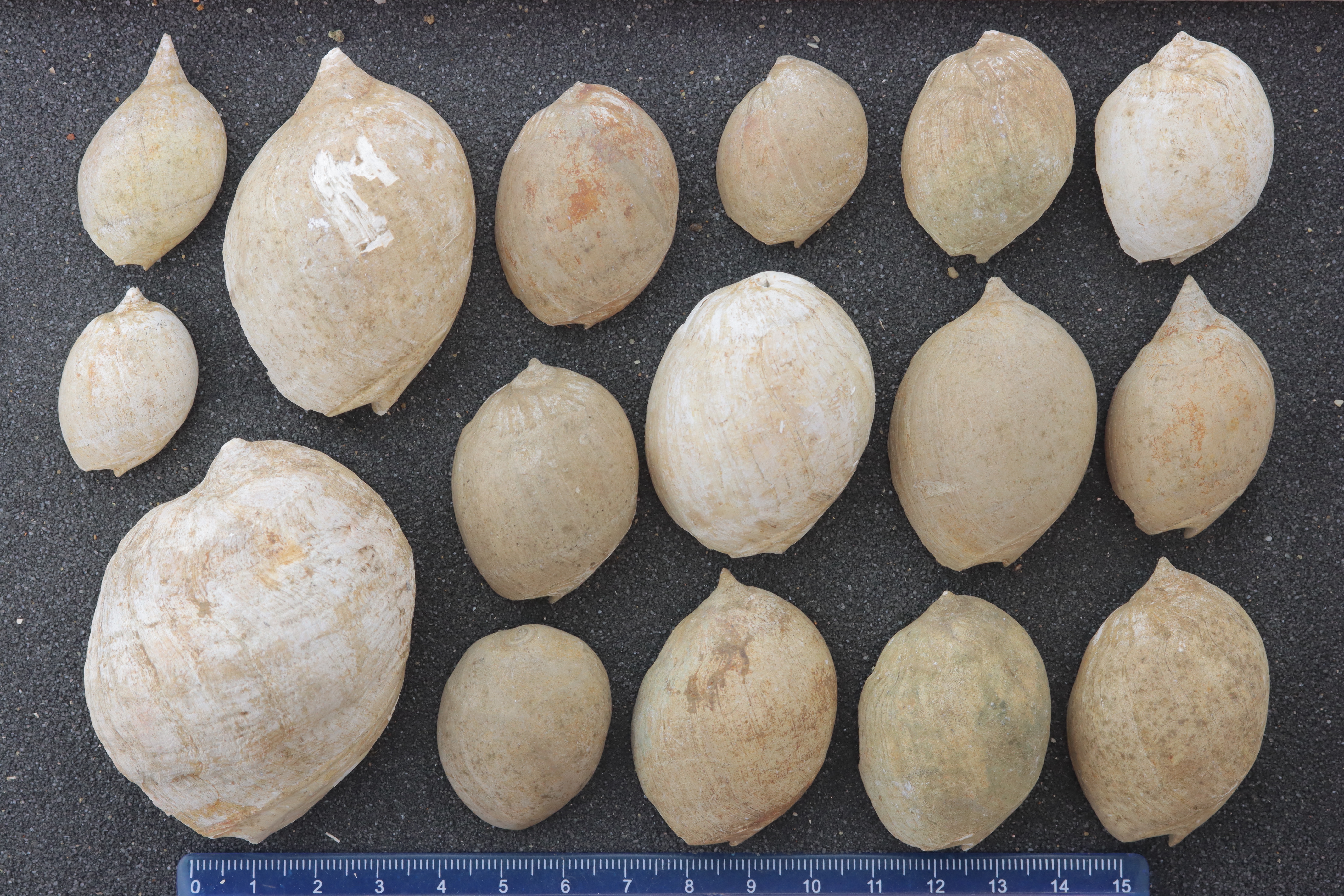 Ancillopsis altilis