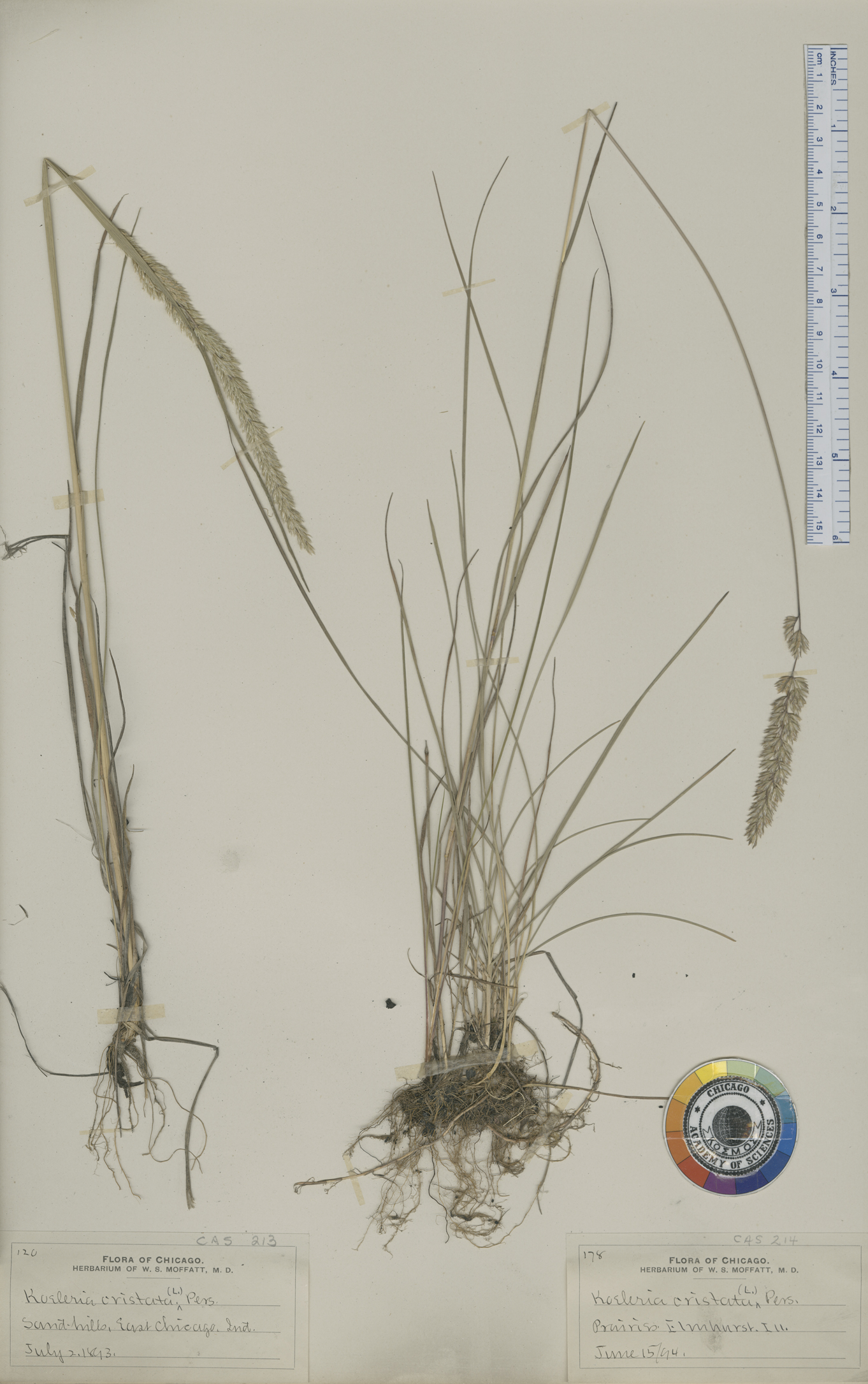 Koeleria pyramidata var. pyramidata image
