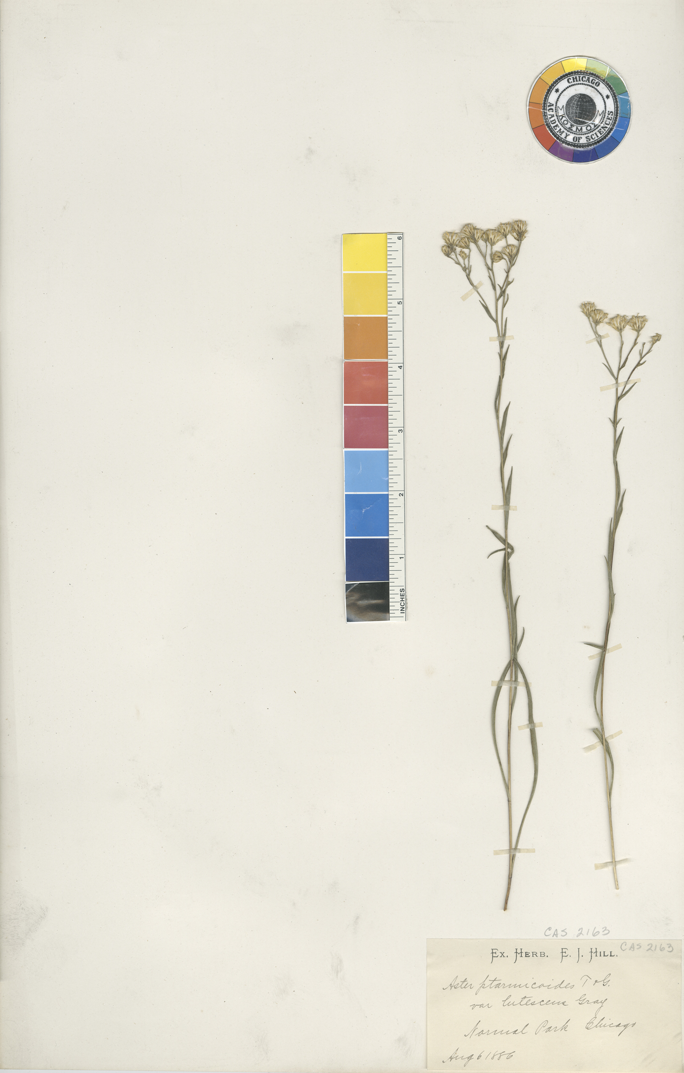 Aster ptarmicoides var. georgianus image
