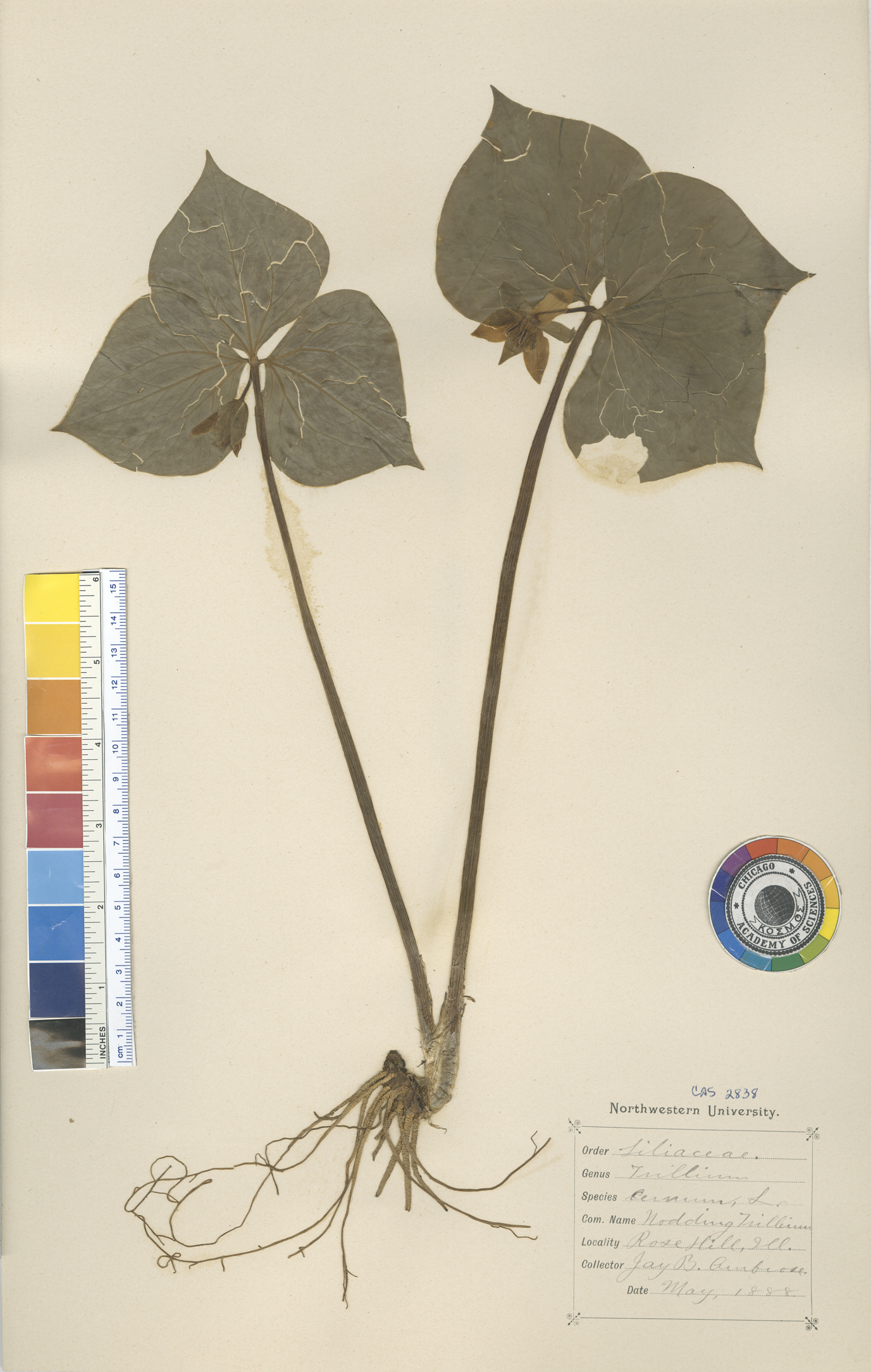 Trillium cernuum var. macranthum image