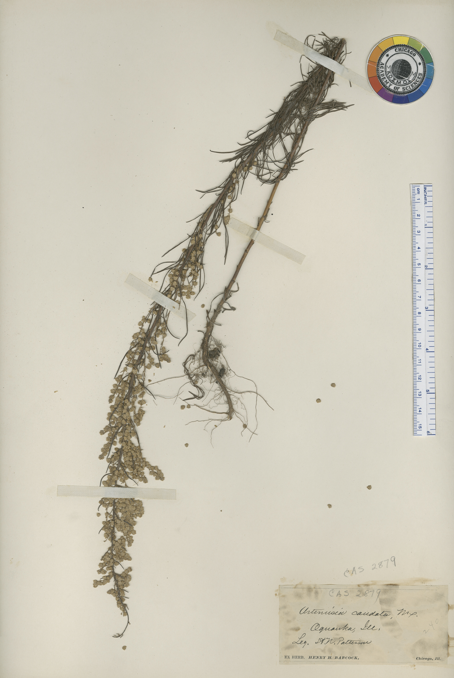 Artemisia campestris subsp. caudata image