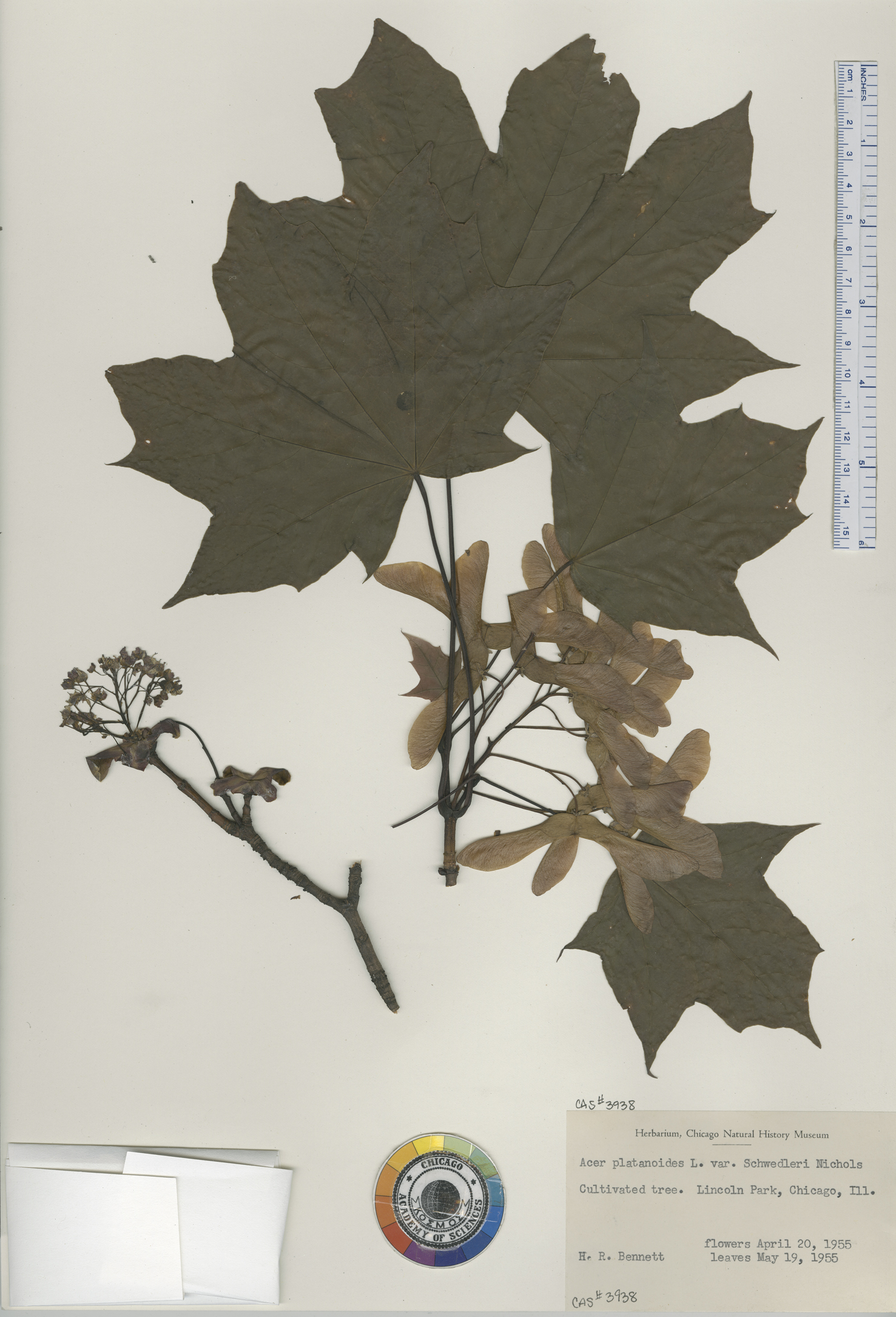 Acer platanoides var. schwedleri image