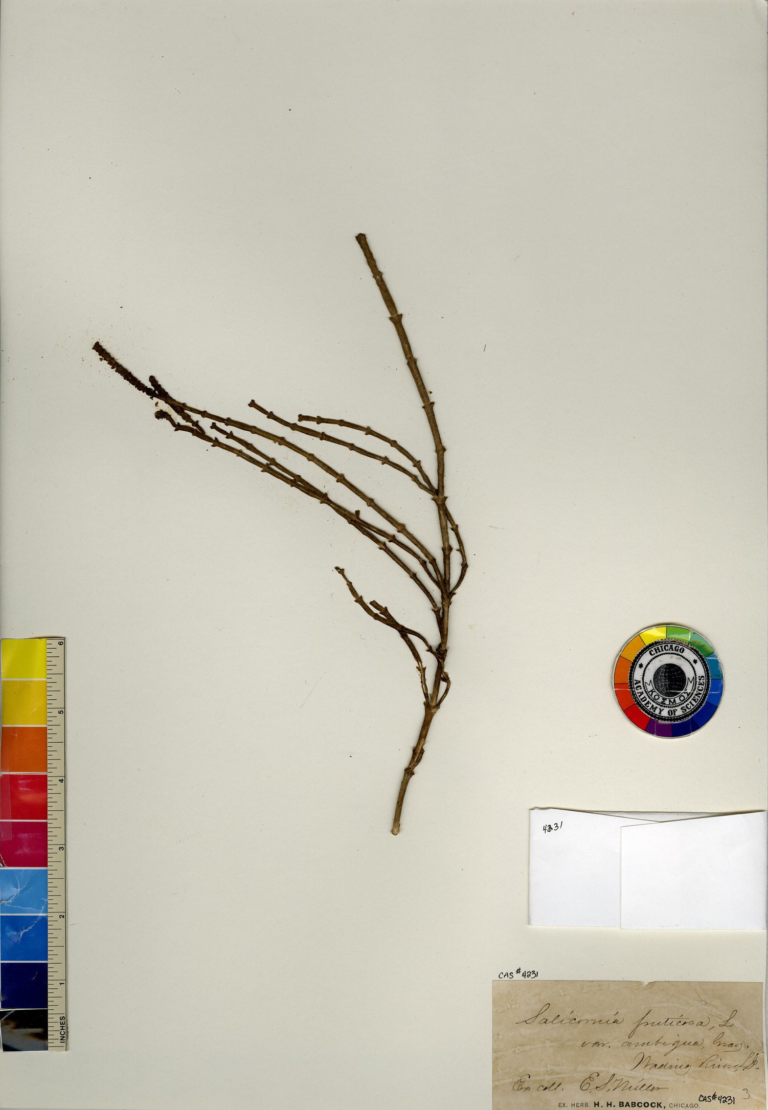 Salicornia fruticosa image