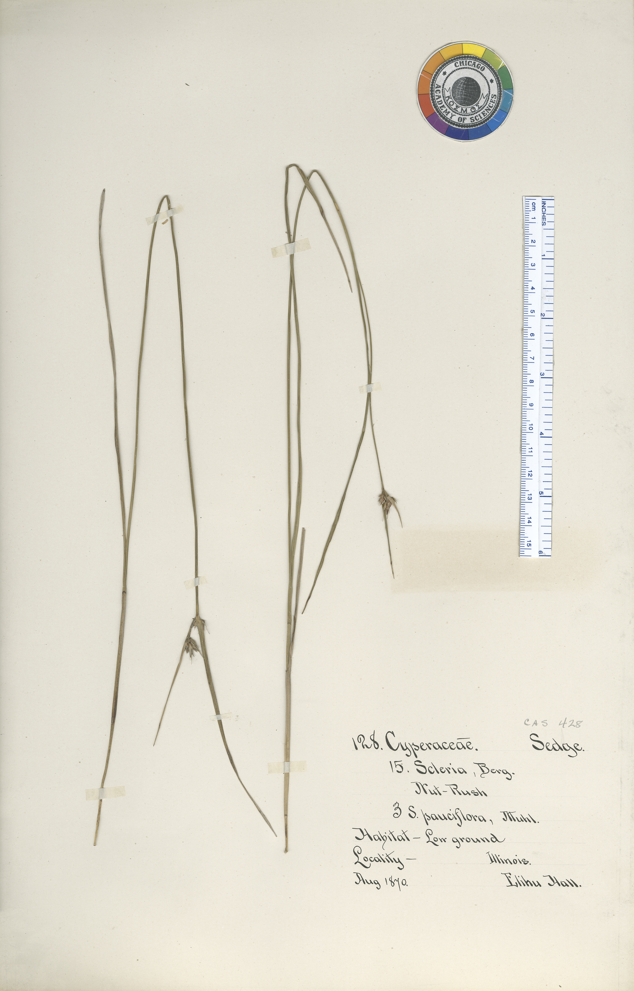 Scleria pauciflora var. kansana image