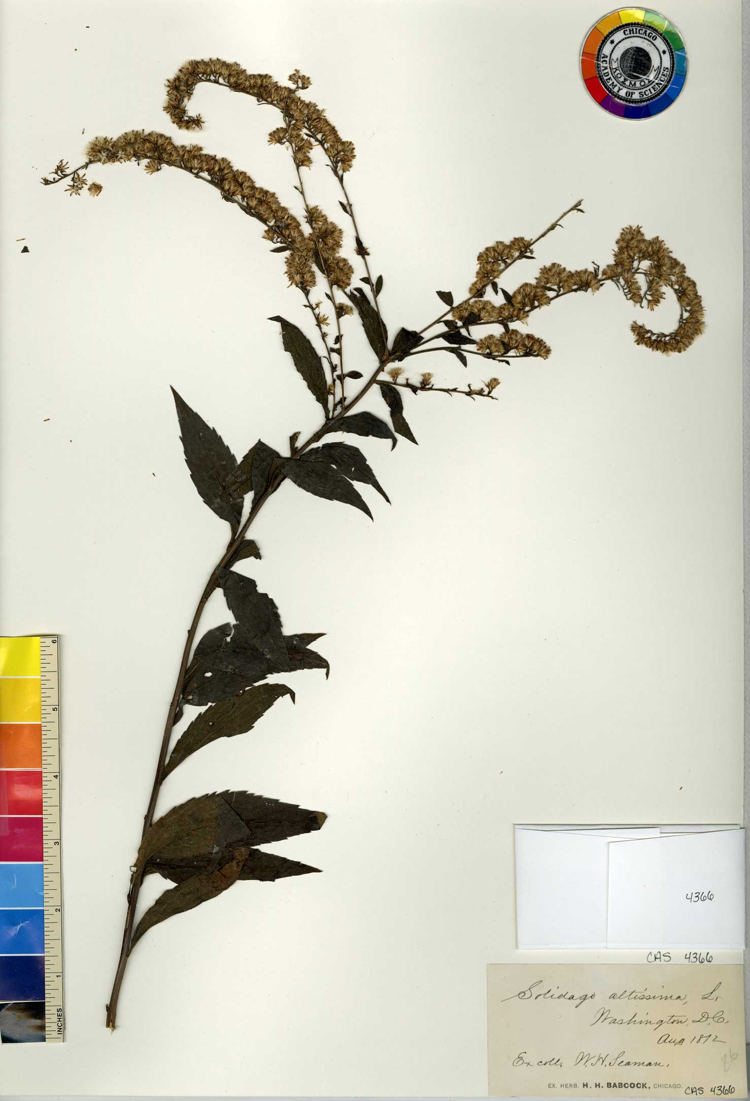 Solidago canadensis var. gilvocanescens image