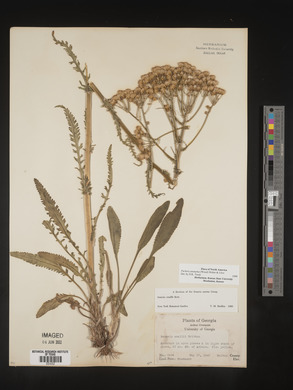 Packera anonyma image