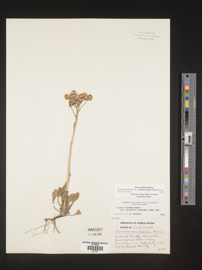 Packera neomexicana var. mutabilis image