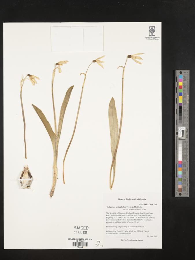 Galanthus platyphyllus image