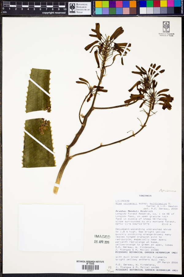 Aloe volkensii subsp. multicaulis image