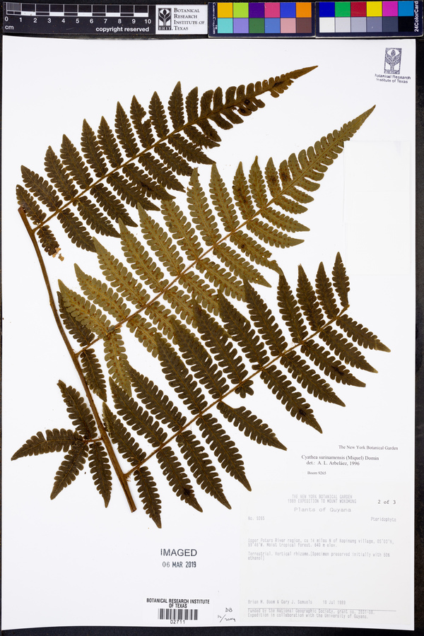 Cyathea surinamensis image