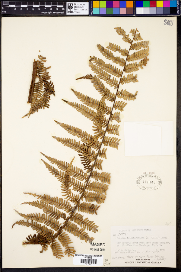 Cyathea leichhardtiana image