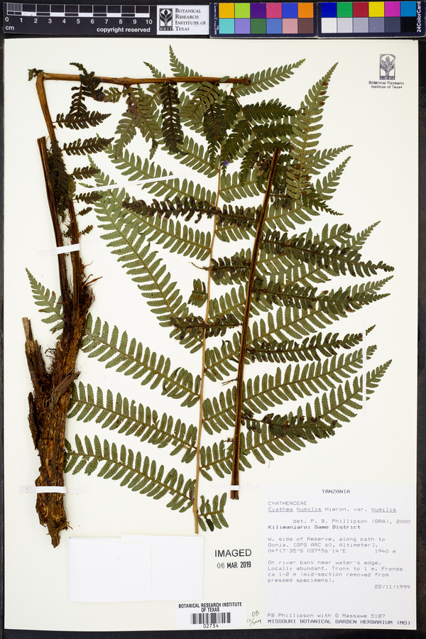 Cyathea humilis image