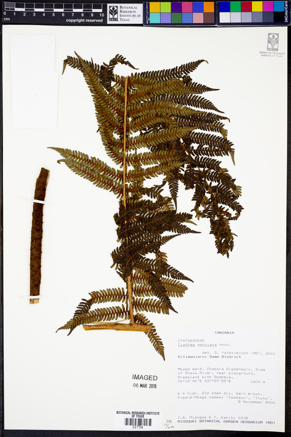 Cyathea manniana image