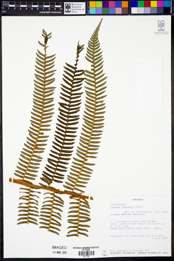 Cyathea thomsonii image