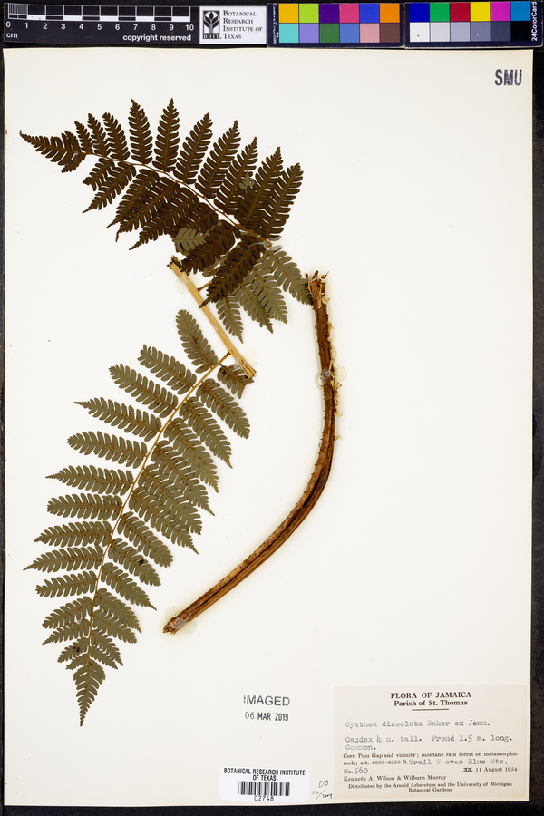 Cyathea dissoluta image