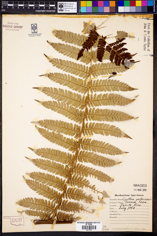 Cyathea portoricensis image