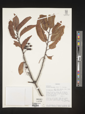 Prunus africana image