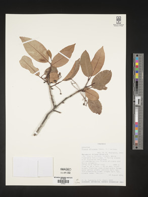 Prunus africana image