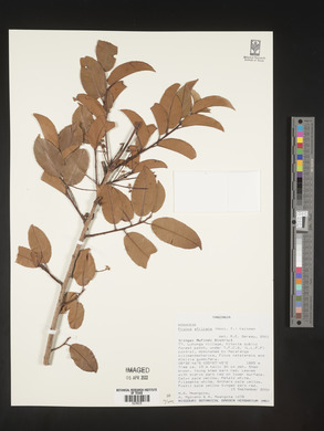 Prunus africana image