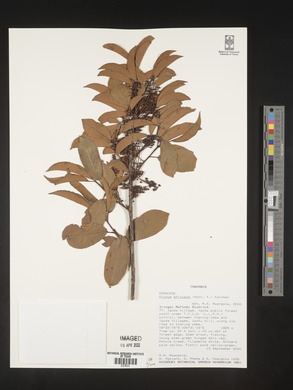 Prunus africana image
