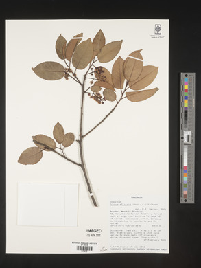 Prunus africana image