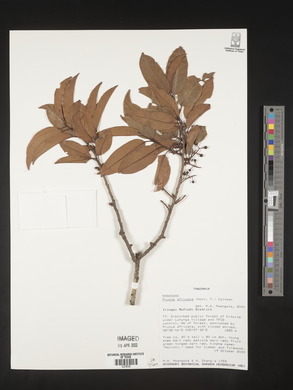 Prunus africana image