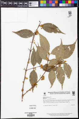 Eugenia lambertiana image