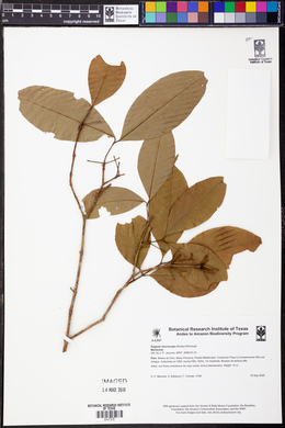Eugenia macrocalyx image