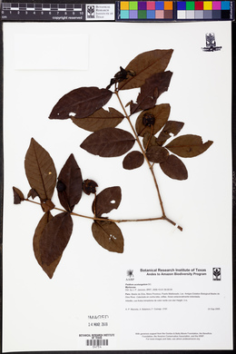 Psidium acutangulum image