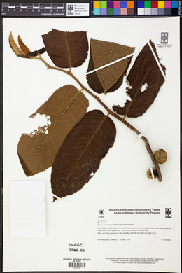 Castilla ulei image
