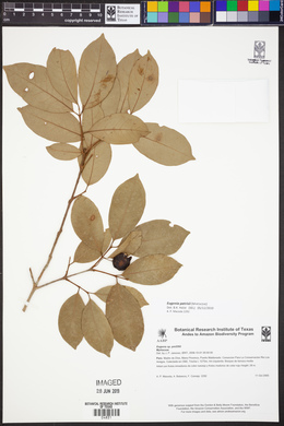 Eugenia patrisii image