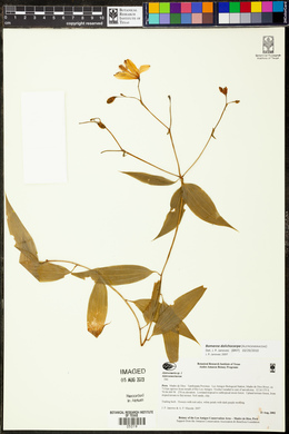 Bomarea dolichocarpa image