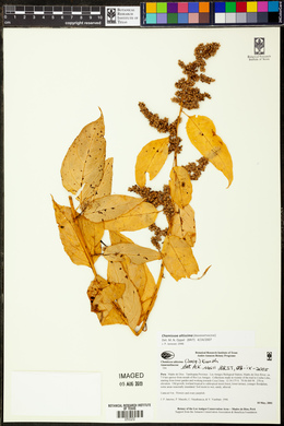 Chamissoa altissima image
