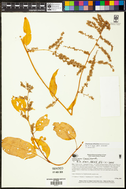 Chamissoa altissima image