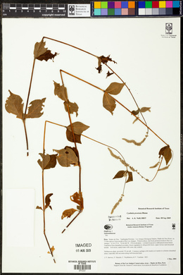 Cyathula prostrata image