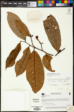 Anaxagorea brevipes image
