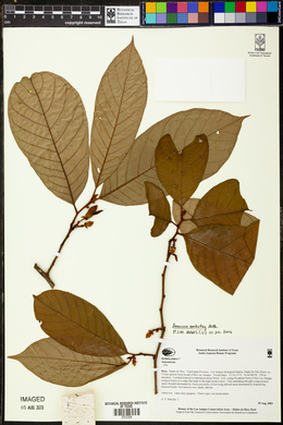 Annona ambotay image