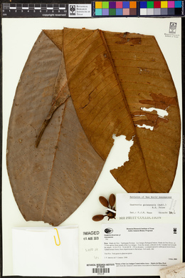 Guatteria guianensis image